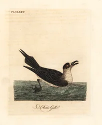 Kleine jager, Stercorarius parasiticus. Handgekleurde kopergravure getekend en gegraveerd door John Latham uit zijn eigen A General History of Birds, Winchester