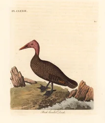 Rozehoofd eend, Rhodonessa caryophyllacea. Uitgestorven sinds de jaren 1950. Handgekleurde koperplaat getekend en gegraveerd door John Latham uit zijn eigen A General History of Birds, Winchester