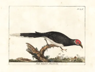 Roodkop malkoha, Phaenicophaeus pyrrhocephalus. Kwetsbaar. Handgekleurde koperplaat getekend en gegraveerd door John Latham uit zijn eigen A General History of Birds, Winchester