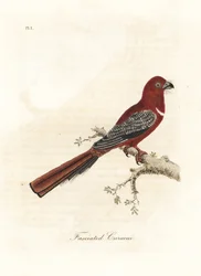 Roodkop trogon, Harpactes erythrocephalus. Handgekleurde kopergravure getekend en gegraveerd door John Latham uit zijn eigen A General History of Birds, Winchester