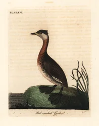Roodnekfuut, Podiceps grisegena (Podiceps rubricollis). Handgekleurde koperplaat getekend en gegraveerd door John Latham uit zijn eigen A General History of Birds, Winchester