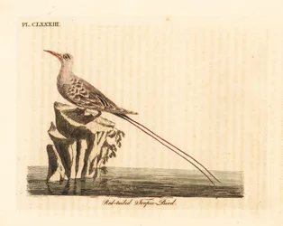 Roodstaartkeerkringvogel, Phaethon rubricauda (Phaeton phoenicurus). Handgekleurde kopergravure, getekend en gegraveerd door John Latham voor zijn eigen A General History of Birds, Winchester