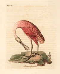 Roze lepelaar, Platalea ajaja. Handgekleurde koperplaat getekend en gegraveerd door John Latham uit zijn eigen A General History of Birds, Winchester