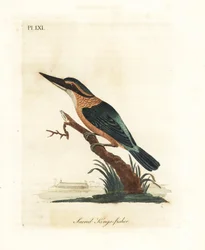 Heilige ijsvogel, Todiramphus sanctus. Handgekleurde koperplaat getekend en gegraveerd door John Latham uit zijn eigen A General History of Birds, Winchester