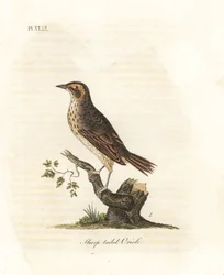 Zoutmoeras mus, Ammodramus caudacutus. Kwetsbaar. Handgekleurde koperplaat getekend en gegraveerd door John Latham uit zijn eigen A General History of Birds, Winchester