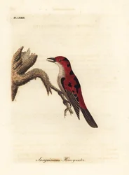 Rode myzomela, Myzomela sanguinolenta (Bloedrode honingeter, Certhia sanguinolenta). Australië. Handgekleurde koperplaat getekend en gegraveerd door John Latham uit zijn eigen A General History of Birds, Winchester