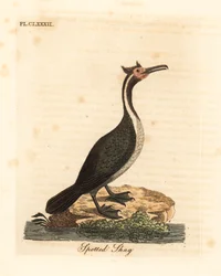 Gevlekte aalscholver of parekareka, Phalacrocorax punctatus (Pelecanus punctatus). Handgekleurde kopergravure, getekend en gegraveerd door John Latham naar zijn eigen werk ‘A General History of Birds’, Winchester