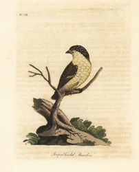 Gestreepte pardalote, Pardalotus striatus. Handgekleurde kopergravure getekend en gegraveerd door John Latham uit zijn eigen A General History of Birds, Winchester