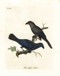 Gestreepte spreeuw, Aplonis striata. Handgekleurde koperplaat getekend en gegraveerd door John Latham uit zijn eigen A General History of Birds, Winchester