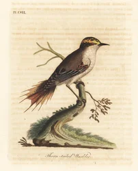 Stekelstaartrayadito, Aphrastura spinicauda (stekelstaartzanger, Sylvia spinicauda). Handgekleurde kopergravure, getekend en gegraveerd door John Latham naar zijn eigen A General History of Birds, Winchester