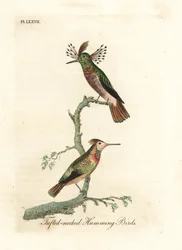 Gekuifde kolibries, Lophornis ornatus (kolibries met gekuifde hals, Trochilus ornatus). Mannetje en vrouwtje. Handgekleurde koperplaat, getekend en gegraveerd door John Latham uit zijn eigen A General History of Birds, Winchester