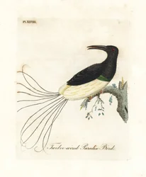 Twaalfdradige paradijsvogel, Seleucidis melanoleucus. Handgekleurde koperplaat getekend en gegraveerd door John Latham uit zijn eigen A General History of Birds, Winchester