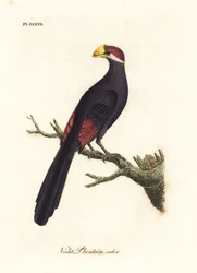 Violette toerako of violaceous plantain-eter, Musophaga violacea. Handgekleurde koperplaat getekend en gegraveerd door John Latham uit zijn eigen A General History of Birds, Winchester