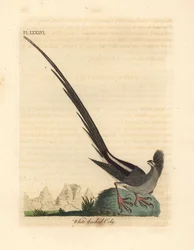 Witrugmuisvogel, Colius colius (Witrug coly, Colius leuconotus). Handgekleurde koperplaat getekend en gegraveerd door John Latham uit zijn eigen A General History of Birds, Winchester