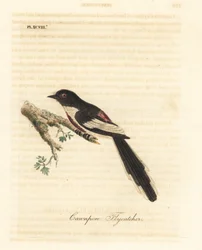 Witbuikminivet, Pericrocotus erythropygius (Cawnpore vliegenvanger). India. Handgekleurde koperplaat getekend en gegraveerd door John Latham uit zijn eigen A General History of Birds, Winchester