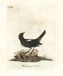 Witgeschouderde tangara, Tachyphonus luctuosus. Handgekleurde koperplaat getekend en gegraveerd door John Latham uit zijn eigen A General History of Birds, Winchester
