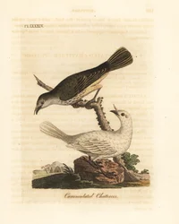 Witte klokvogel, Procnias albus, mannetje en vrouwtje (lelkraagklapper, Ampelis carunculata). Handgekleurde koperplaat, getekend en gegraveerd door John Latham uit zijn eigen A General History of Birds, Winchester