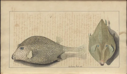 Lindsay Tekeningen Vol. VII, 26