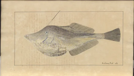 Lindsay Tekeningen Vol. VII, 7