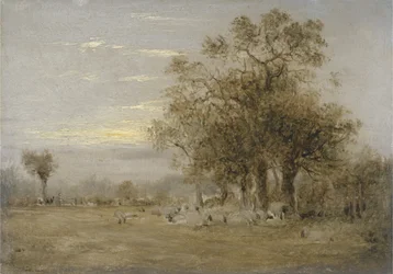 Schapen Grazend