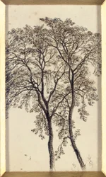 Studie van bomen
