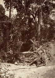 Tropisch landschap, De beek El Bano, Chipigana, 1871