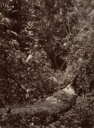 Tropisch landschap, tropisch bos, 1871