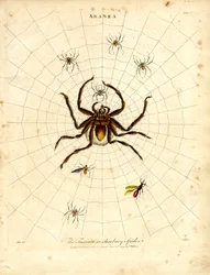 ARANEA: de Fasciata of berberspin