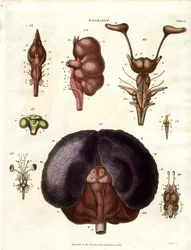 Anatomische illustraties van hersenen en zenuwstelsel (Plaat 6)