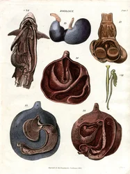 Anatomische illustraties van inwendige organen (Plaat 7)