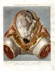 Anatomie van de zwangere baarmoeder