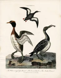 Arctische zeevogels van het Colymbus-geslacht