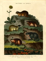 Arctomys en Arnica (Marmotten en Arnica)