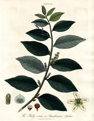 Bally-comb of Amentaceous Opilia