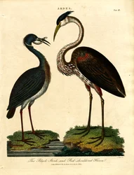 Zwarte ooievaar en roodschouderreiger
