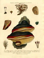 Blasia;Boletus;Buxbaumia;en Byssus