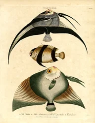 Vlindervissen: Freira; Acuauna en Vespertilio