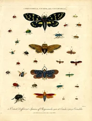 Chrysomela; Cicade en Cicindela