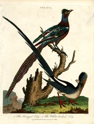 Colius Soorten (Muisvogels)