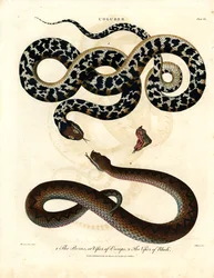 Coluber: Europese adder en adder van Rhodos