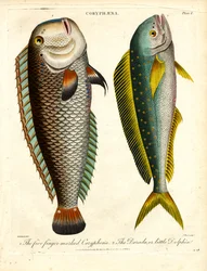 Coryphaena-soorten: Vijfvingerige Coryphaena en kleine dolfijn