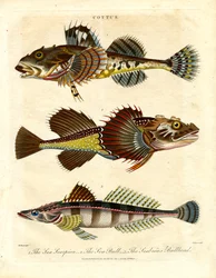 Cottus - Schollen en zeeschorpioenen