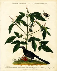Croton; Crotophaga; en Cryptocephalus