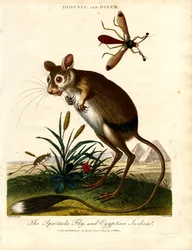 Diopsis en Dipus (Stalkoogvlieg en Egyptische jutenvlieg)