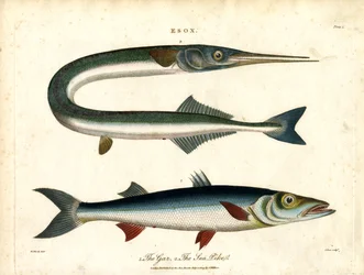 Esox: Gar en zeesnoek