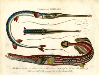 Filaria en Fistularia - Draadwormen en pijpvissen