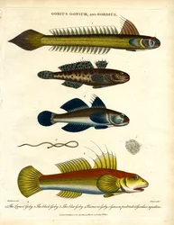 Gobius, Gonium en Gordius: Grondels en haarwormen