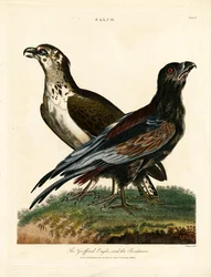 Griffioen Adelaar en de Bootsman