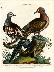 Parelduiven en duiven (Columba)
