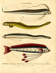Gymnetrus - Lintvissen